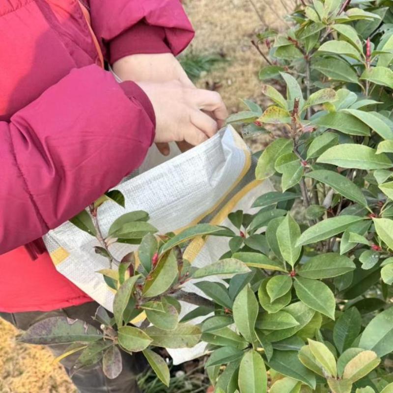〔NN71〕Fruit Picking Bag Reusab - огляд і ціна Reusable Produce Bag